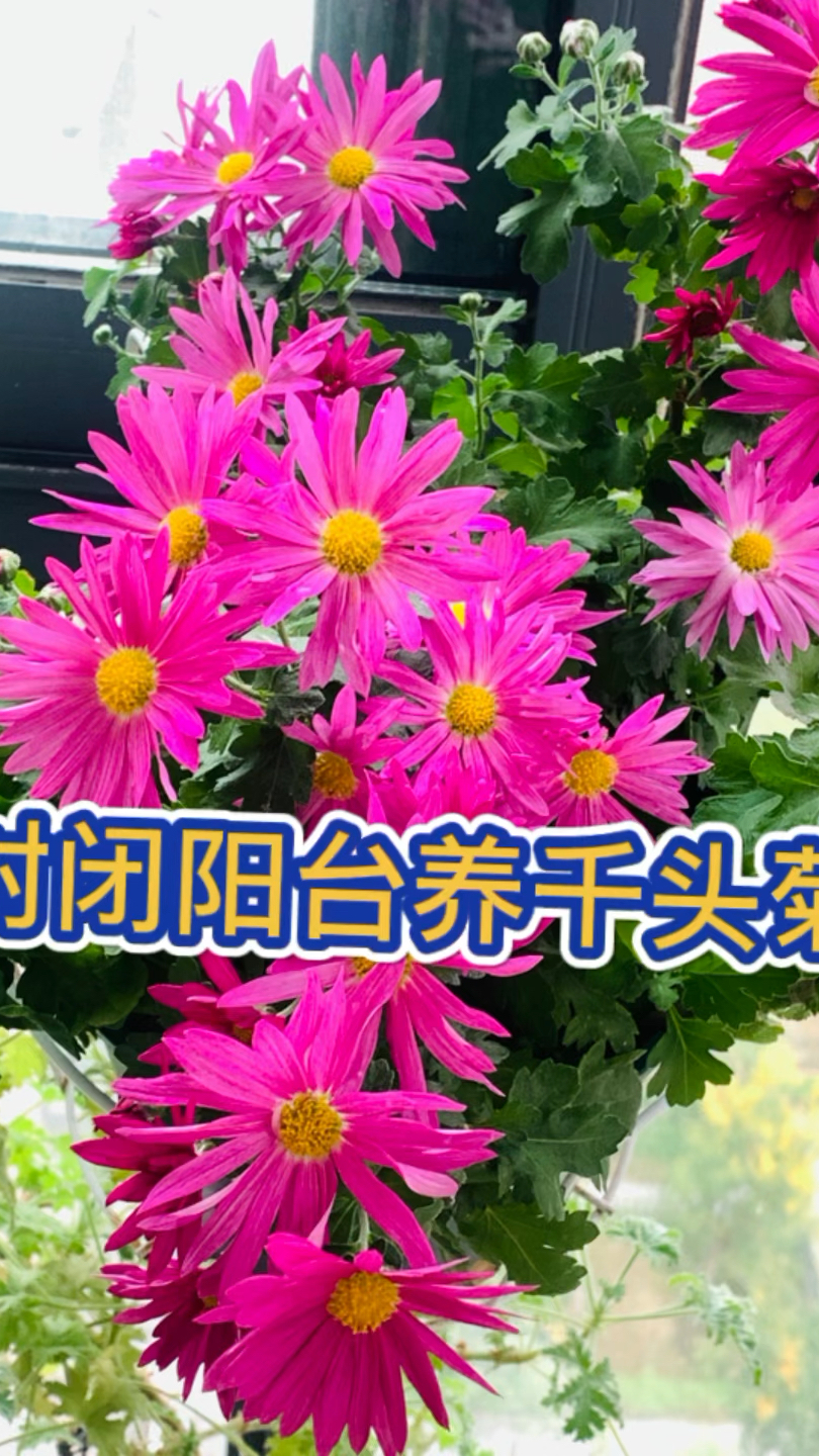 封闭阳台养千头菊的小经验