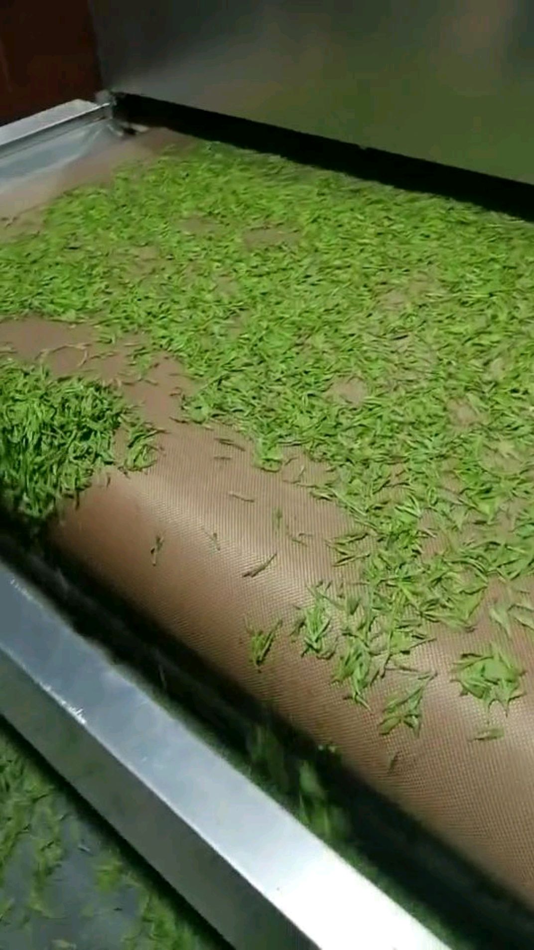 更快的新型茶叶杀青机微波茶叶杀青设备
