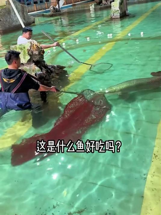 一口气带你认识30种常见食用鱼，看看你吃过哪几种？#科普 #鱼 #海鱼 #涨知识
