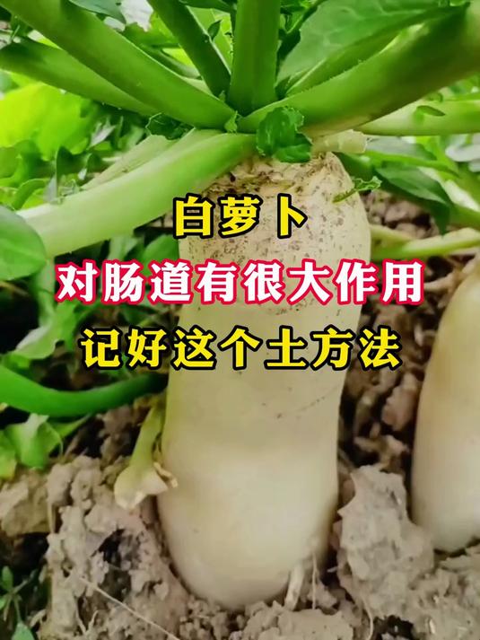 白萝卜对肠道有很大作用,记好这个土方法