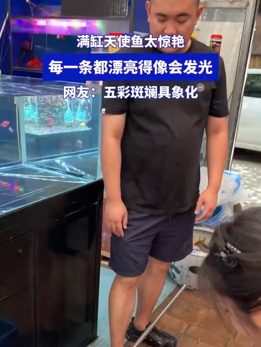 满缸天使鱼太惊艳!每一条都漂亮得像会发光