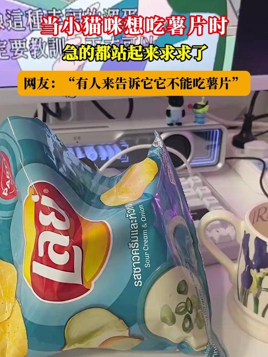 当小猫咪想吃薯片时,急的都站起来求求了