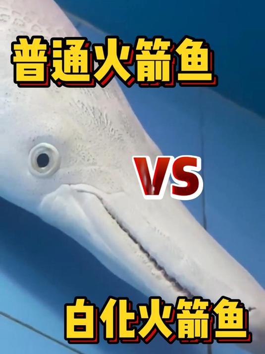 普通火箭鱼vs白化火箭鱼