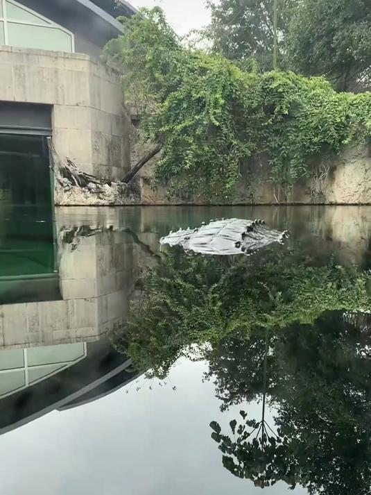 鳄鱼和河马谁更强,河马为什么那么暴躁?