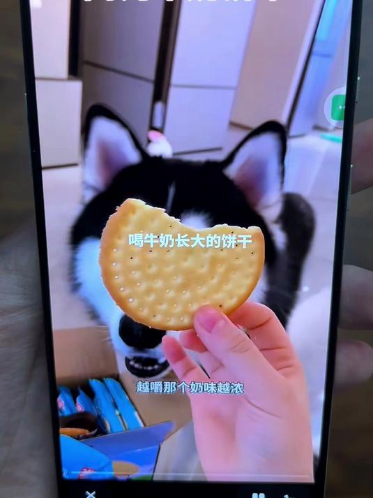 测评狗狗都爱吃的牛奶饼干,味道怎么样?