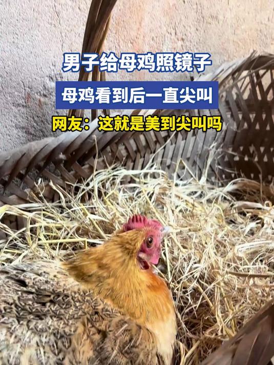 男子给母鸡照镜子,母鸡看到后一直尖叫,网友:这就是美到尖叫吗