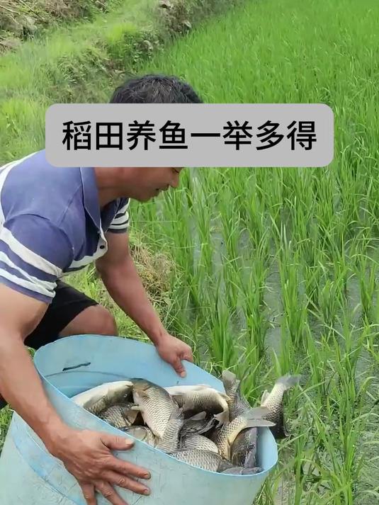 稻田养鱼一举多得