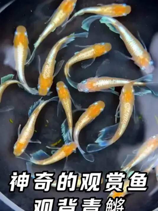 观背青鳉鱼太神奇!好看好养还能生,家中必备!
