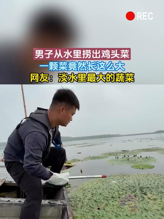 男子从水里捞出鸡头菜,一颗菜竟然长这么大,网友:淡水里最大的蔬菜