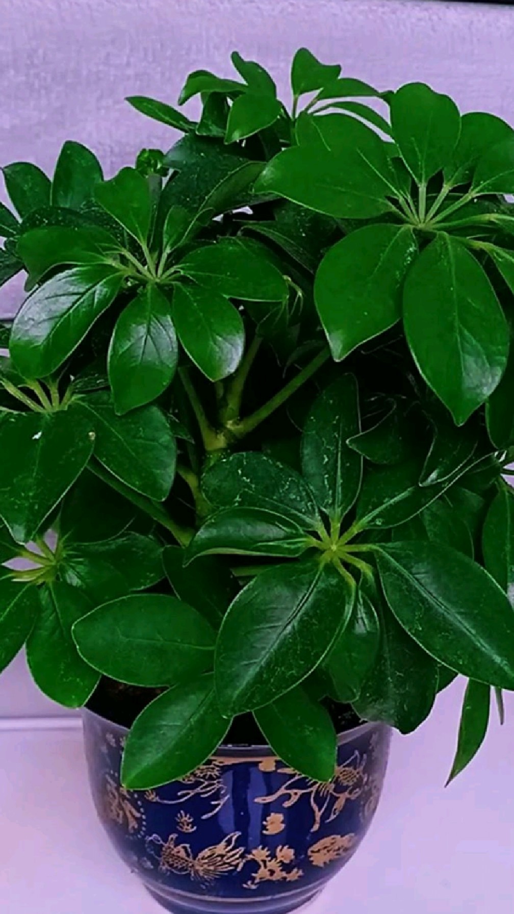 鸭掌木的风水及寓意之中,旺运势这一点还是很受人青睐的