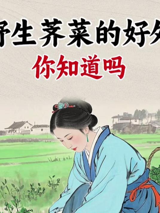 野生荠菜的好处,你知道吗