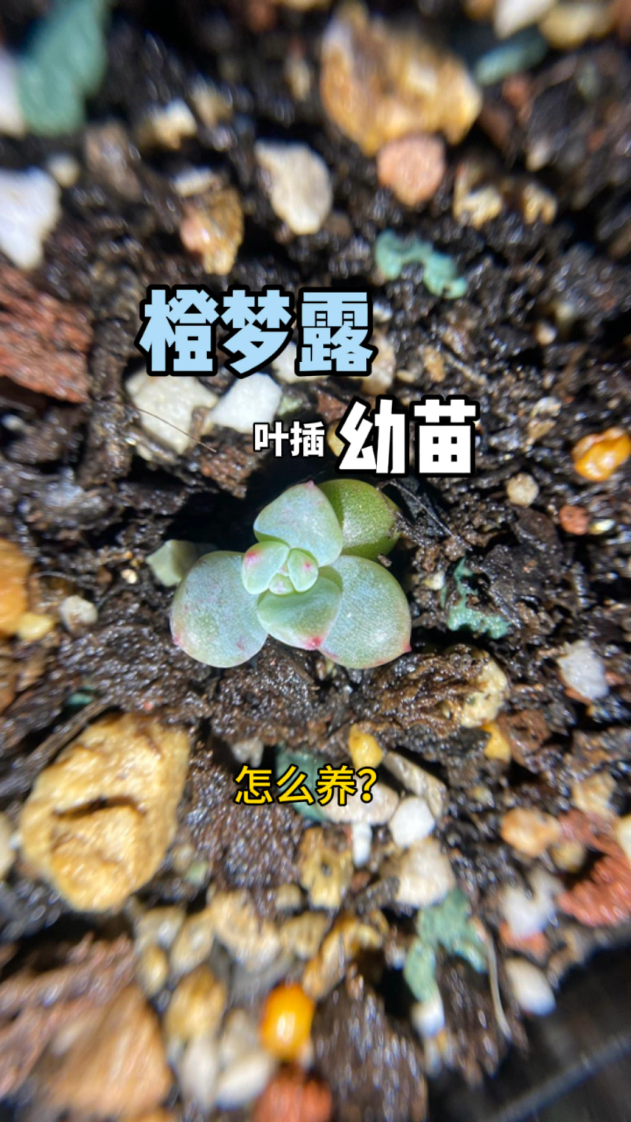 橙梦露叶插苗怎么养,这棵梦露养了近两年才长这么大