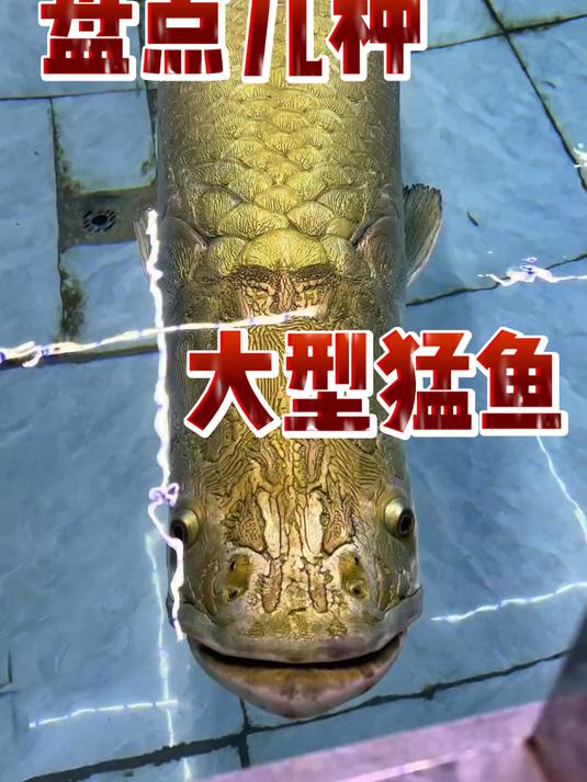 盘点几种大型猛鱼