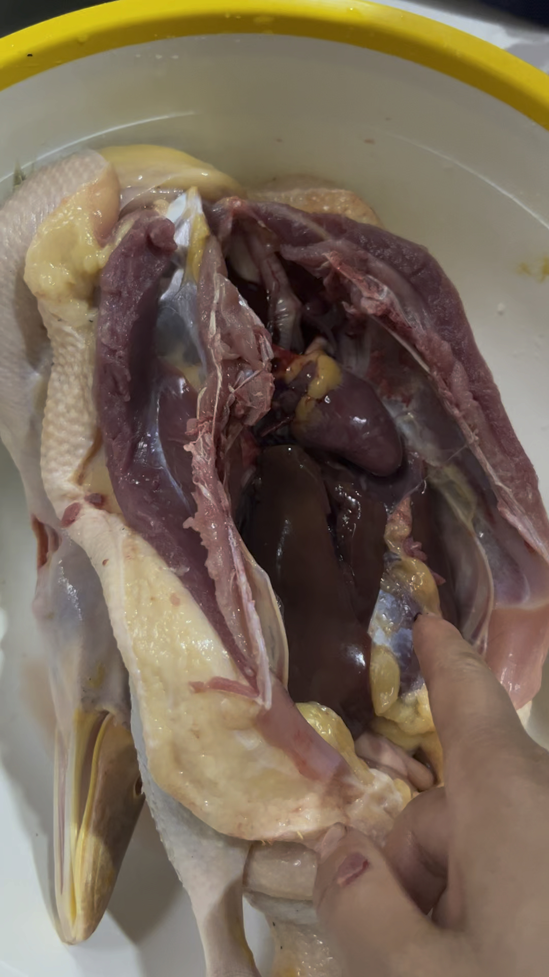 一堂鸭子的解剖课