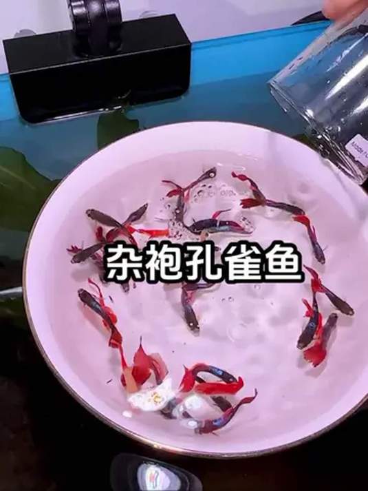 新手养鱼选啥?杂袍孔雀鱼便宜皮实超能生!