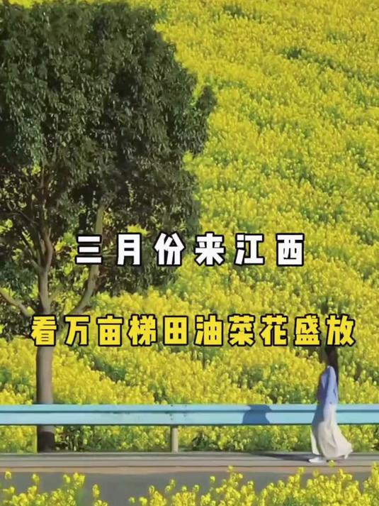 三月份来江西 看万亩梯田油菜花盛放#江西旅游##江西旅游的十大必去景点##春日踏青好去处#