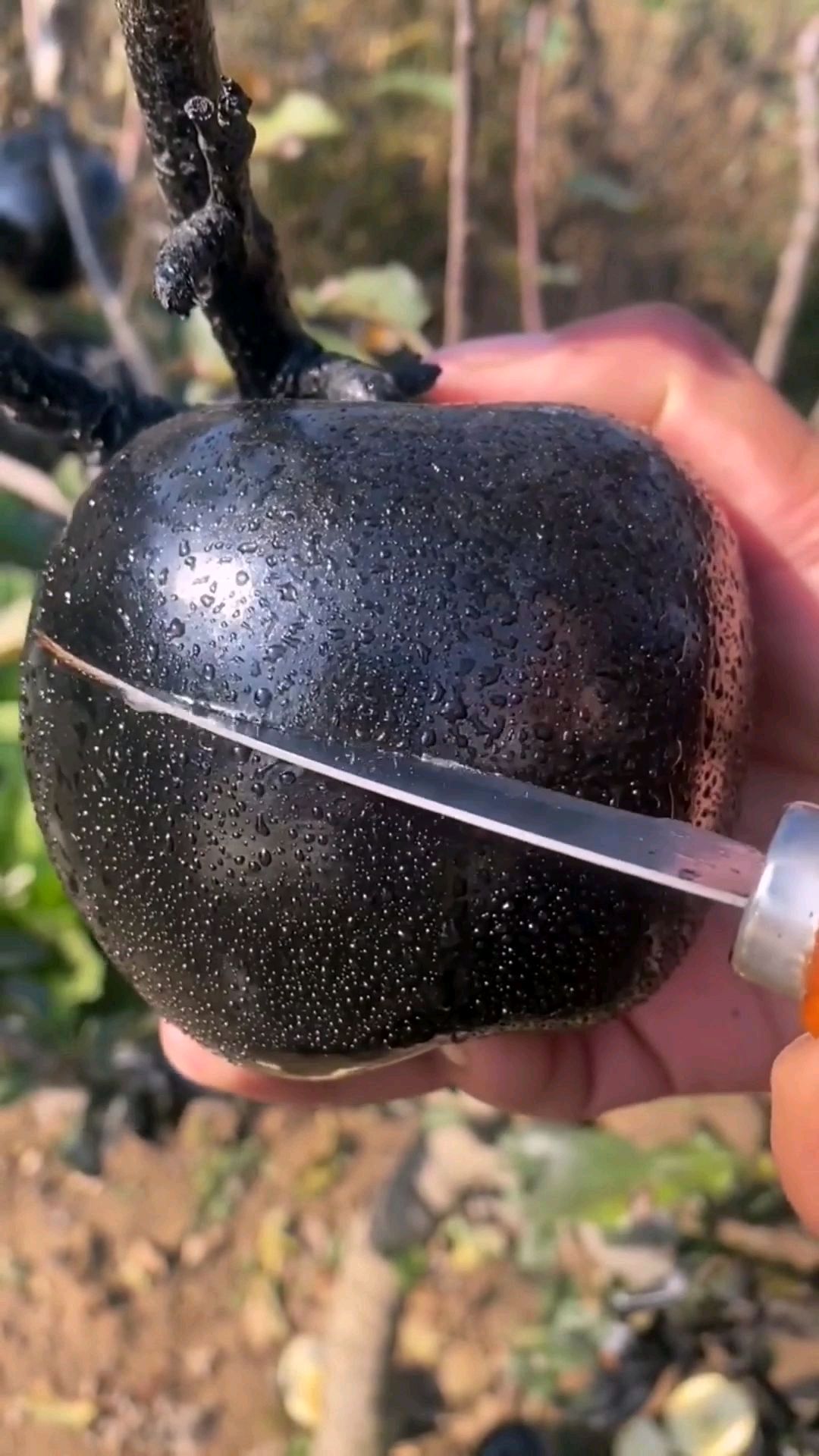 这个就是白雪公主吃的那个黑苹果