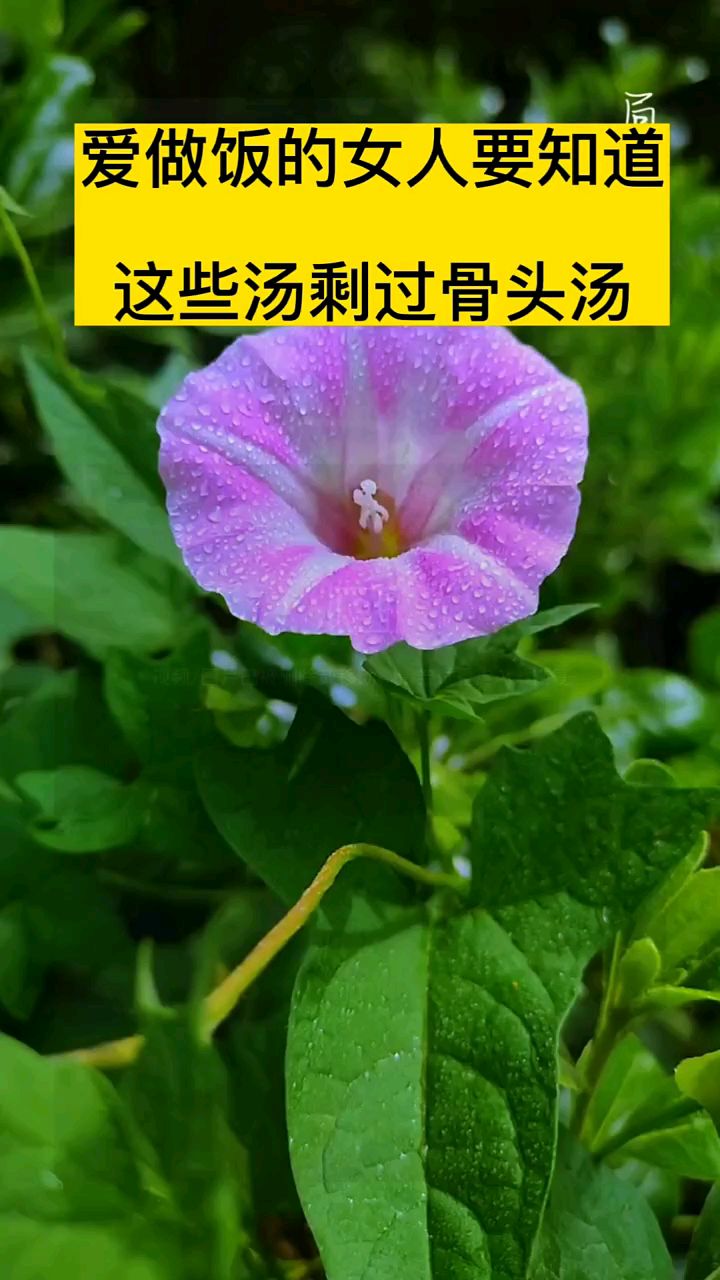 爱做饭的女人要知道这些汤胜过骨头汤