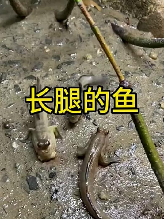 这是什么鱼,怎么还长了两条腿