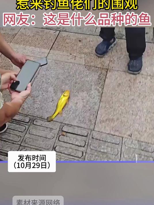 大爷钓到金色小鱼 惹来钓鱼佬们的围观 网友:这是什么品种的鱼