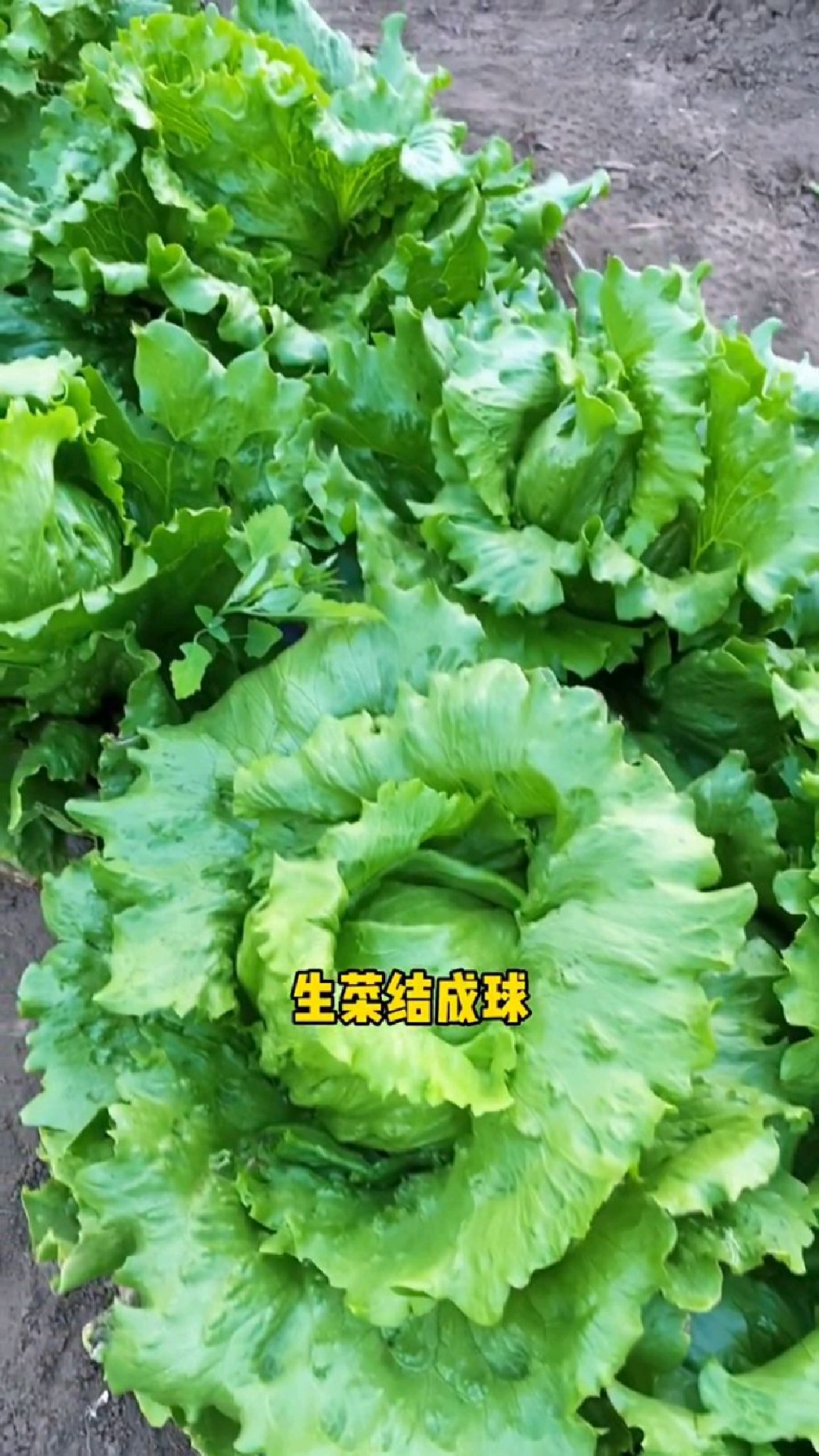 在家种些结球生菜