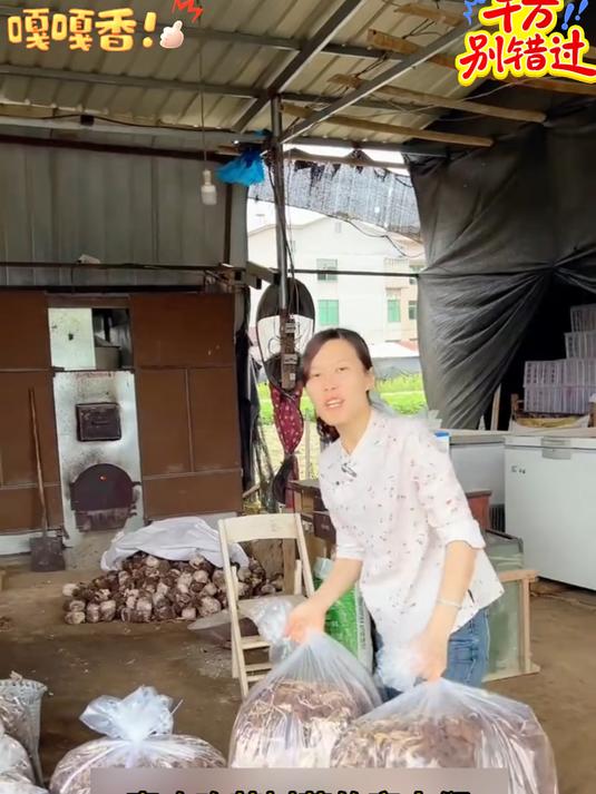 茶树菇干货农家特产新鲜采摘古田茶树菇自然食用菌煲汤