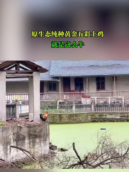 原生态纯种黄金五彩土鸡就是这么牛