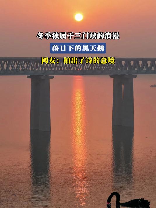 冬季独属于三门峡的浪漫,落日下的黑天鹅,网友:拍出了诗的意境