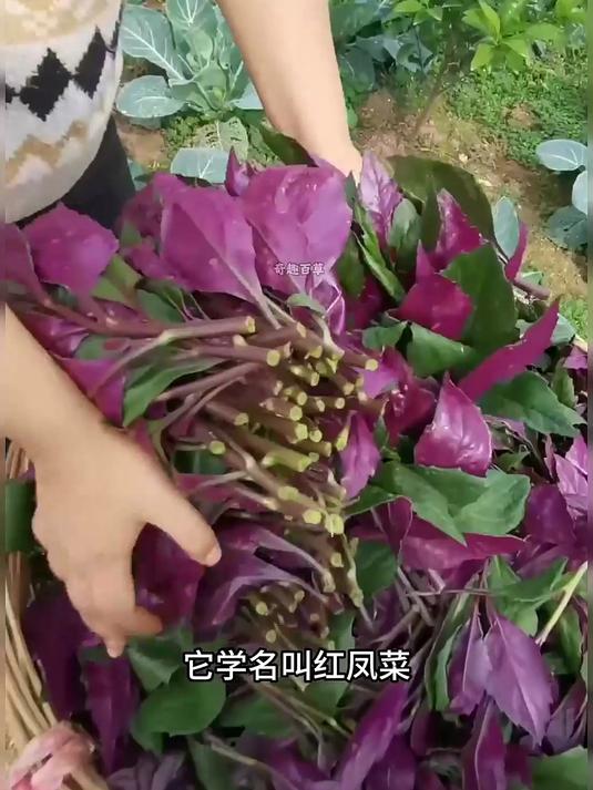 红凤菜又叫血皮菜，在四川用它来爆炒猪肝，是一道独特的风味