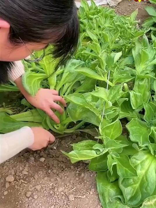 蔬菜新品种测评：自带“咸味弹珠”的冰草
