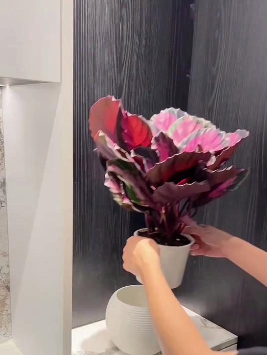 幸运女神红玫瑰竹芋真的特别好看
