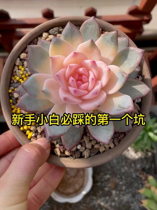 新手小白如何选择多肉？买到药锦，谁也养不活