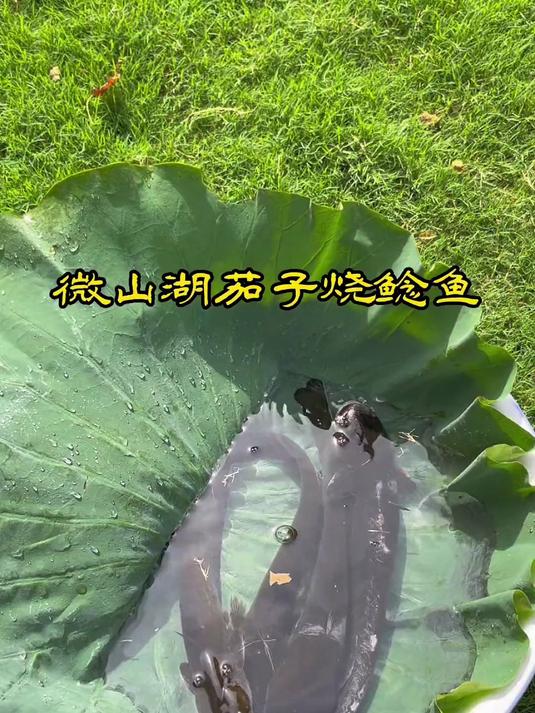 有一种味道叫家乡味，有一种情怀叫微山湖茄子烧鲶鱼