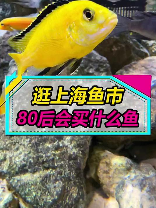 逛上海水族鱼市，看7080后会买什么鱼！其中有条鱼像二哈？