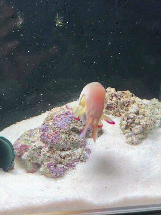 哇!彩色的皮皮虾