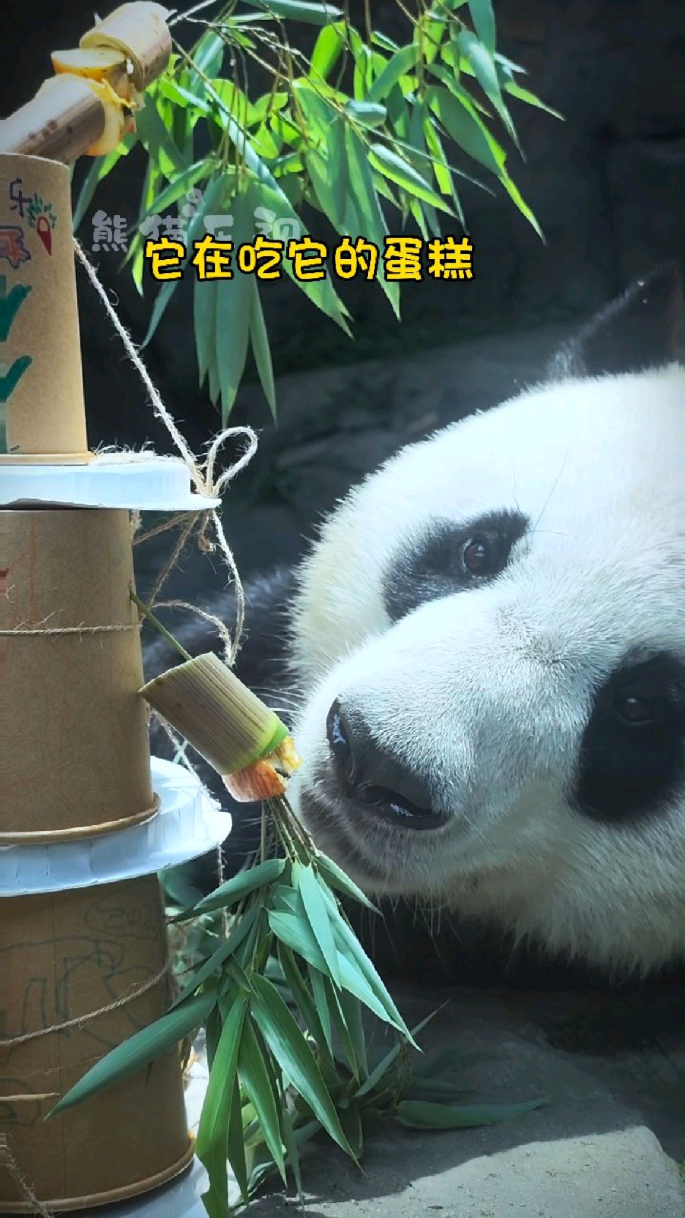 【大熊猫平平】平平8岁生日快乐!纸杯蛋糕平平好喜欢就是吃起来有点费熊!