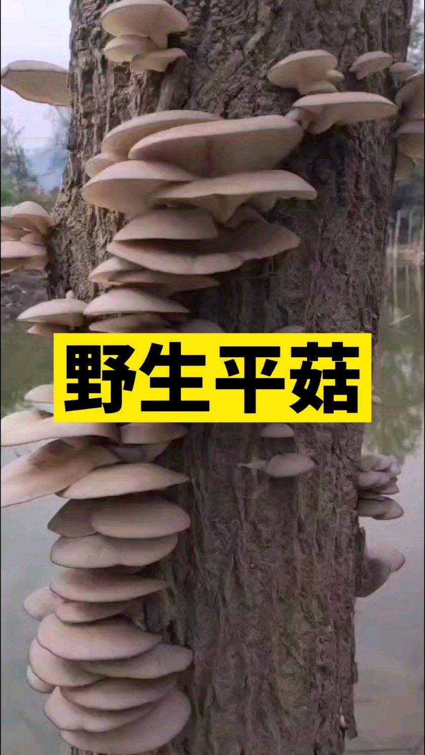 野生平菇,可食,菜市场最多见的种类