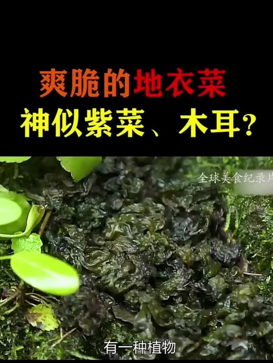 地皮菜半年吃下来,爸妈腿脚硬朗了,爬楼遛弯都随心