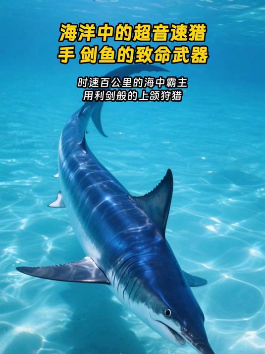 海洋中的超音速猎手 剑鱼的致命武器