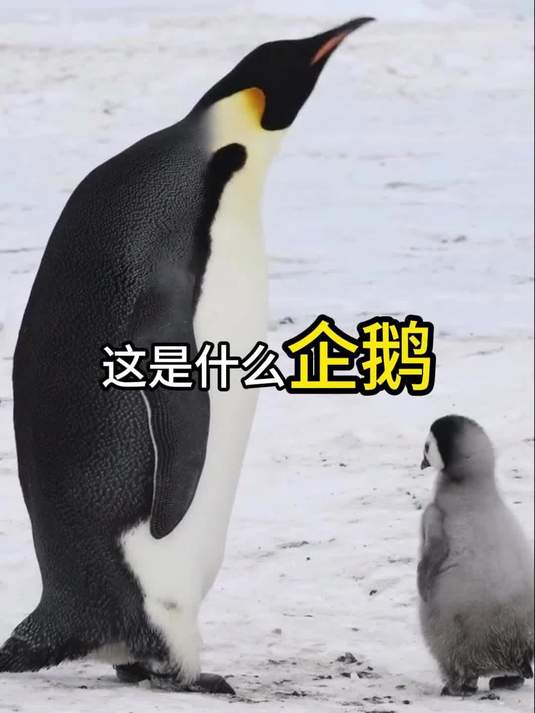 带你认识6种企鹅,谁是最可爱的?