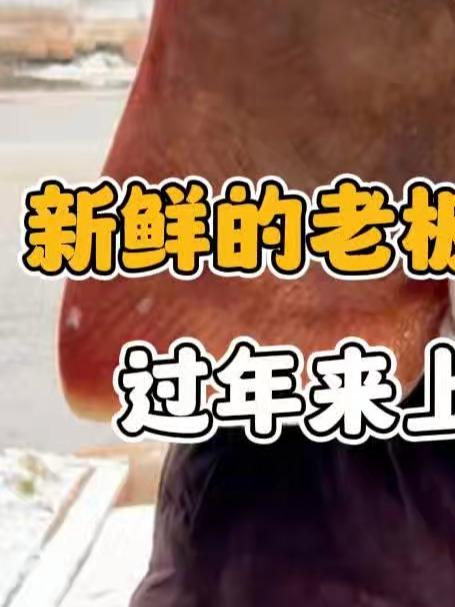 新鲜的老板鱼开始晾晒了，过年来上一盘太香了