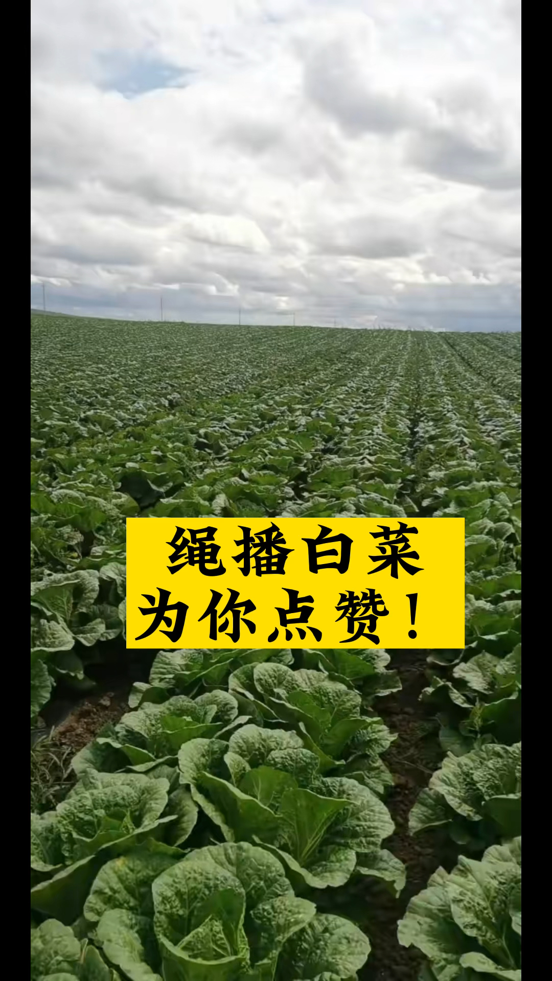 大白菜种起来,蔬菜药材播种轻松播种好帮手#播种机#种子编织机#农业种植