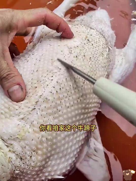 实用电动拔鸡毛器鸡鸭毛鹅毛家禽手持自动拔毛工具拔毛机脱毛机