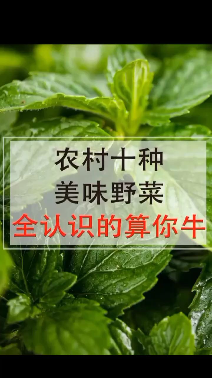 农村的野菜你认识几种