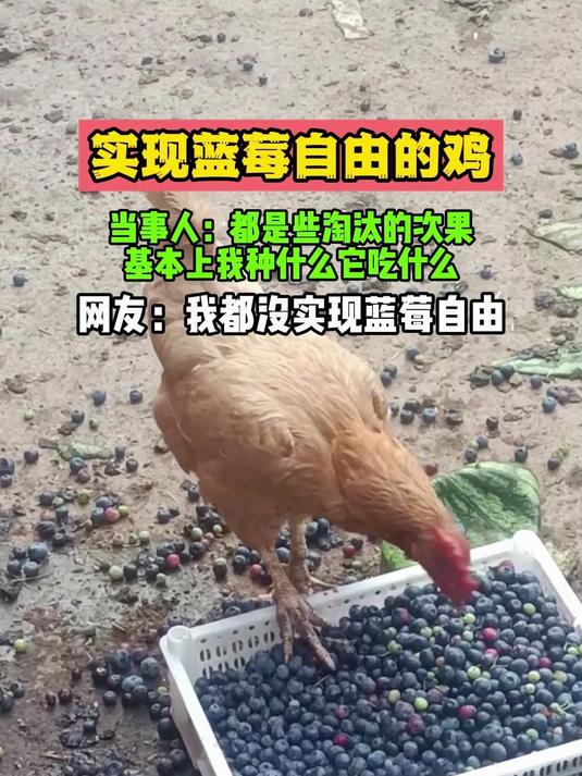 实现蓝莓自由的鸡