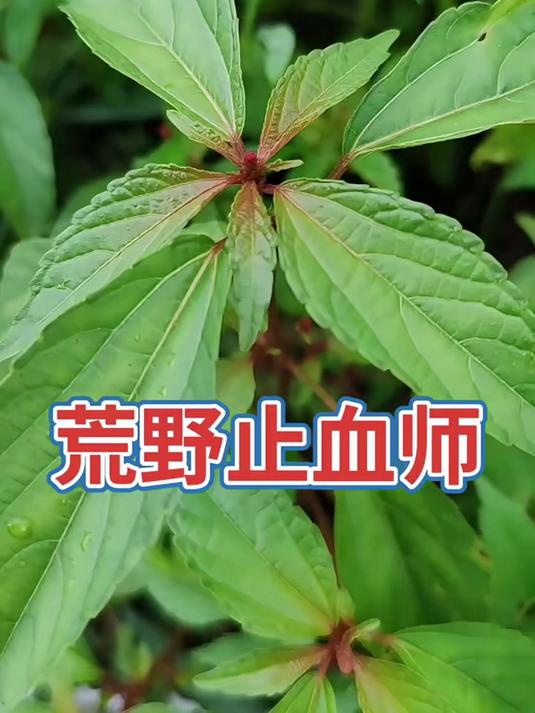 铁苋菜 每天分享野生花草