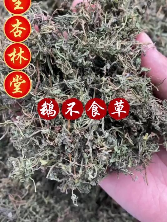 鹅不食草的用途和选择,欢迎家人们了解