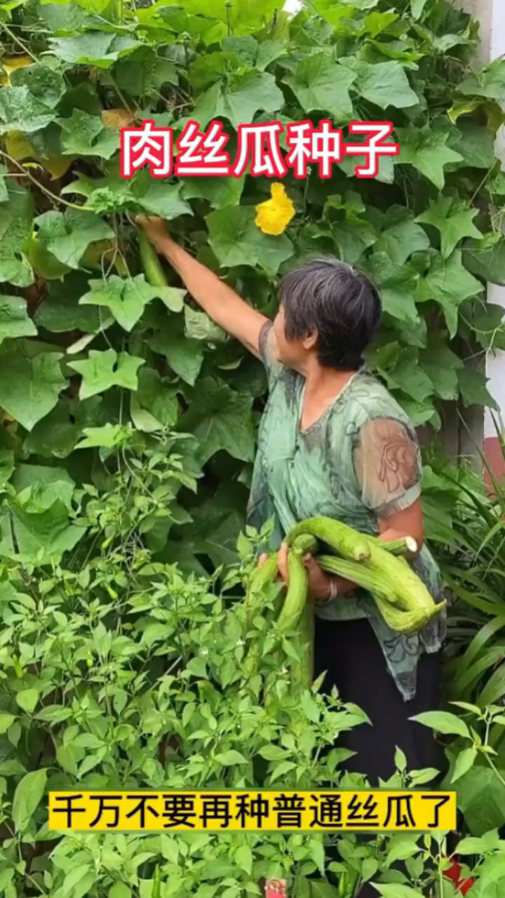 家庭小院种丝瓜,今年推荐大家试一下这个肉丝瓜