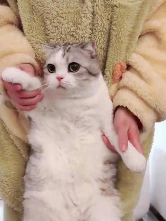 小泡芙给大家跳个猫猫肚皮舞