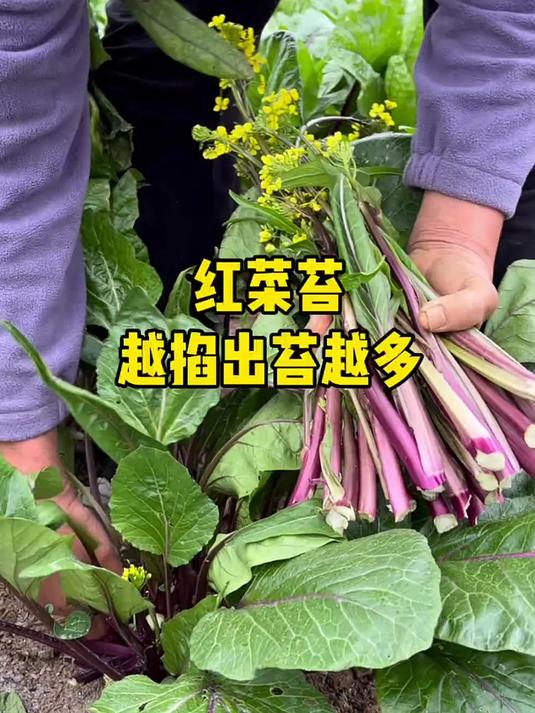 湖北红菜苔咋种?一棵能出好多苔你敢信?